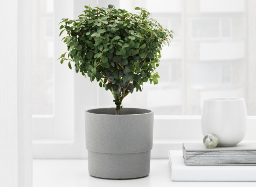 IKEA Family - Product Offers NYPON